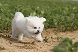 BICHON FRISE 220